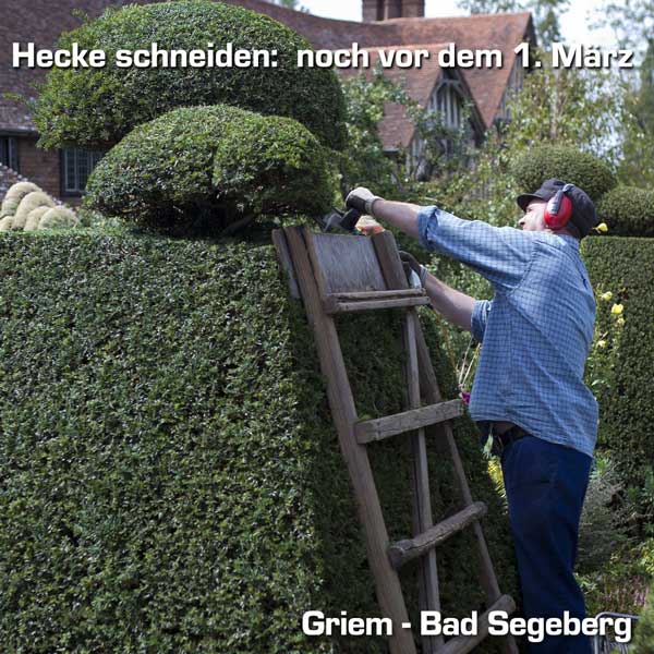 Hecke schneiden vor dem 1. März